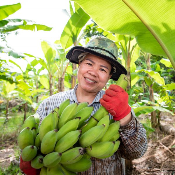 เจ้าของสวนกล้วย